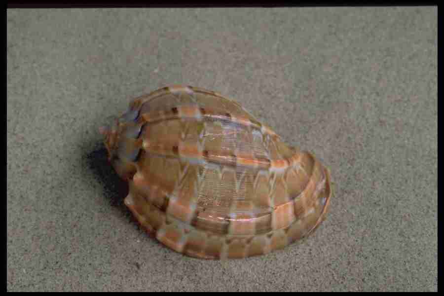 Shell Textures - Corel Professional Photos ></a>
<script language=JavaScript> 
  var txt = 