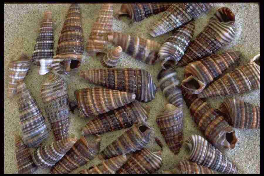 Shell Textures - Corel Professional Photos ></a>
<script language=JavaScript> 
  var txt = 