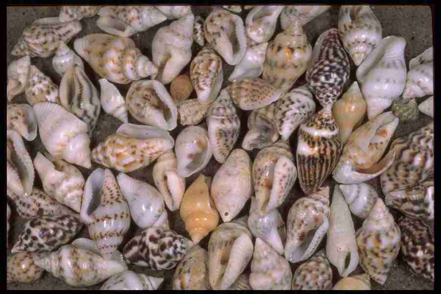 Shell Textures - Corel Professional Photos ></a>
<script language=JavaScript> 
  var txt = 