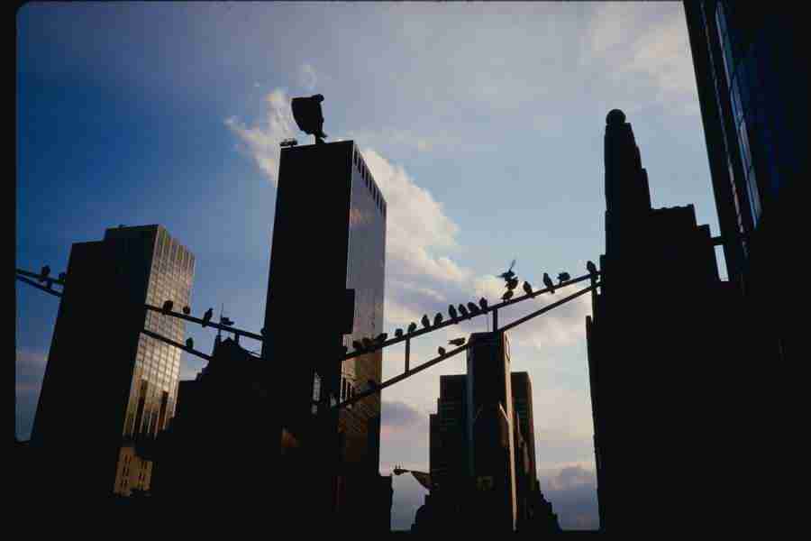 The Big Apple - Corel Professional Photos ></a>
<script language=JavaScript> 
  var txt = 