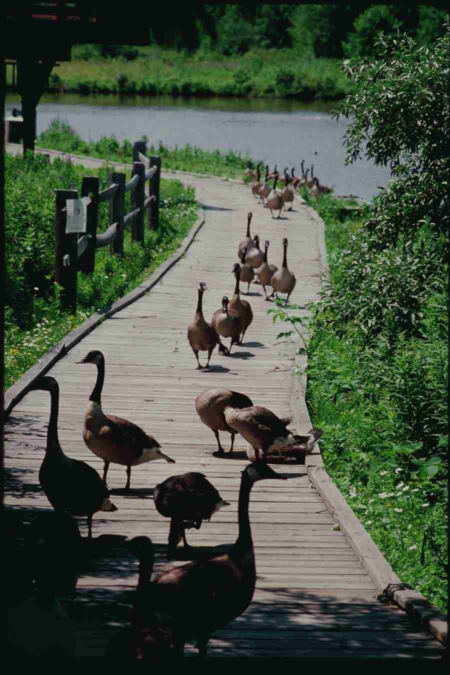 The Big Apple - Corel Professional Photos ></a>
<script language=JavaScript> 
  var txt = 