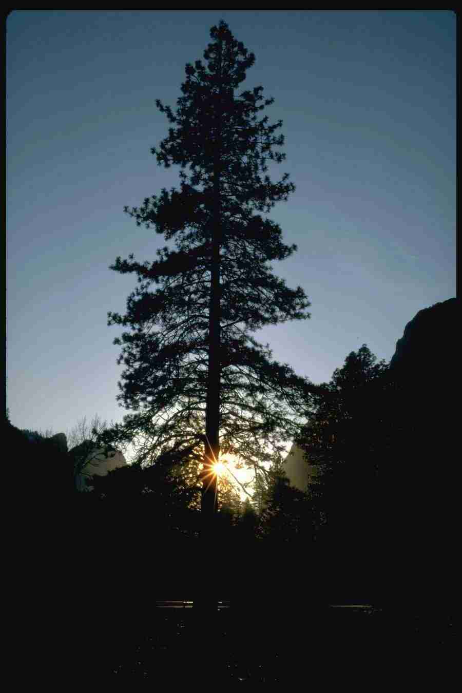 Yosemite - Corel Professional Photos ></a>
<script language=JavaScript> 
  var txt = 