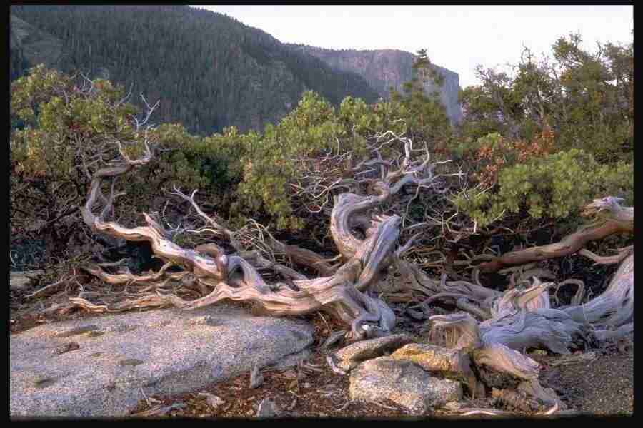 Yosemite - Corel Professional Photos ></a>
<script language=JavaScript> 
  var txt = 