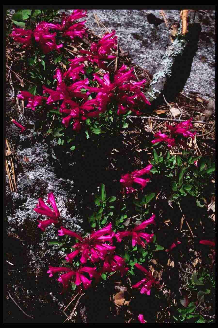 Yosemite - Corel Professional Photos ></a>
<script language=JavaScript> 
  var txt = 