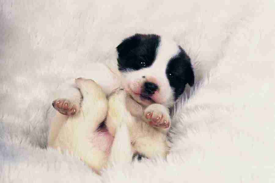 Dog - DAJ Digital Images ></a>
<script language=JavaScript> 
  var txt = 