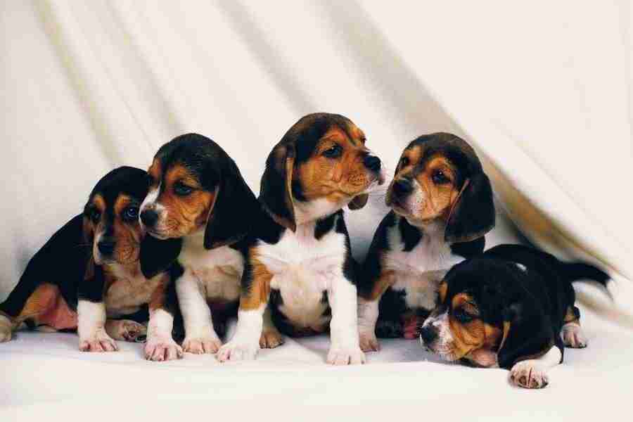 Dog - DAJ Digital Images ></a>
<script language=JavaScript> 
  var txt = 
