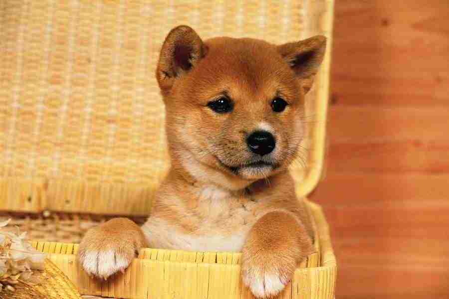 Dog - DAJ Digital Images ></a>
<script language=JavaScript> 
  var txt = 