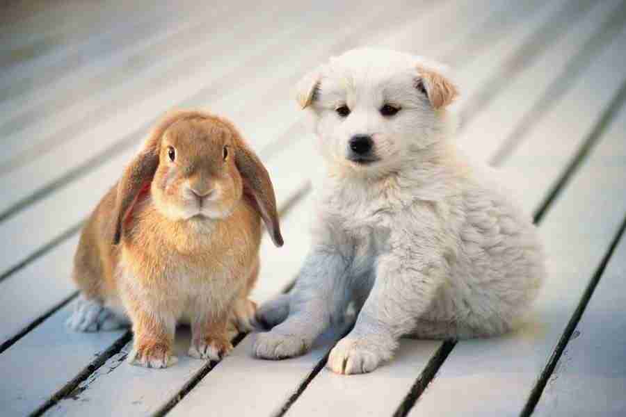 Dog - DAJ Digital Images ></a>
<script language=JavaScript> 
  var txt = 