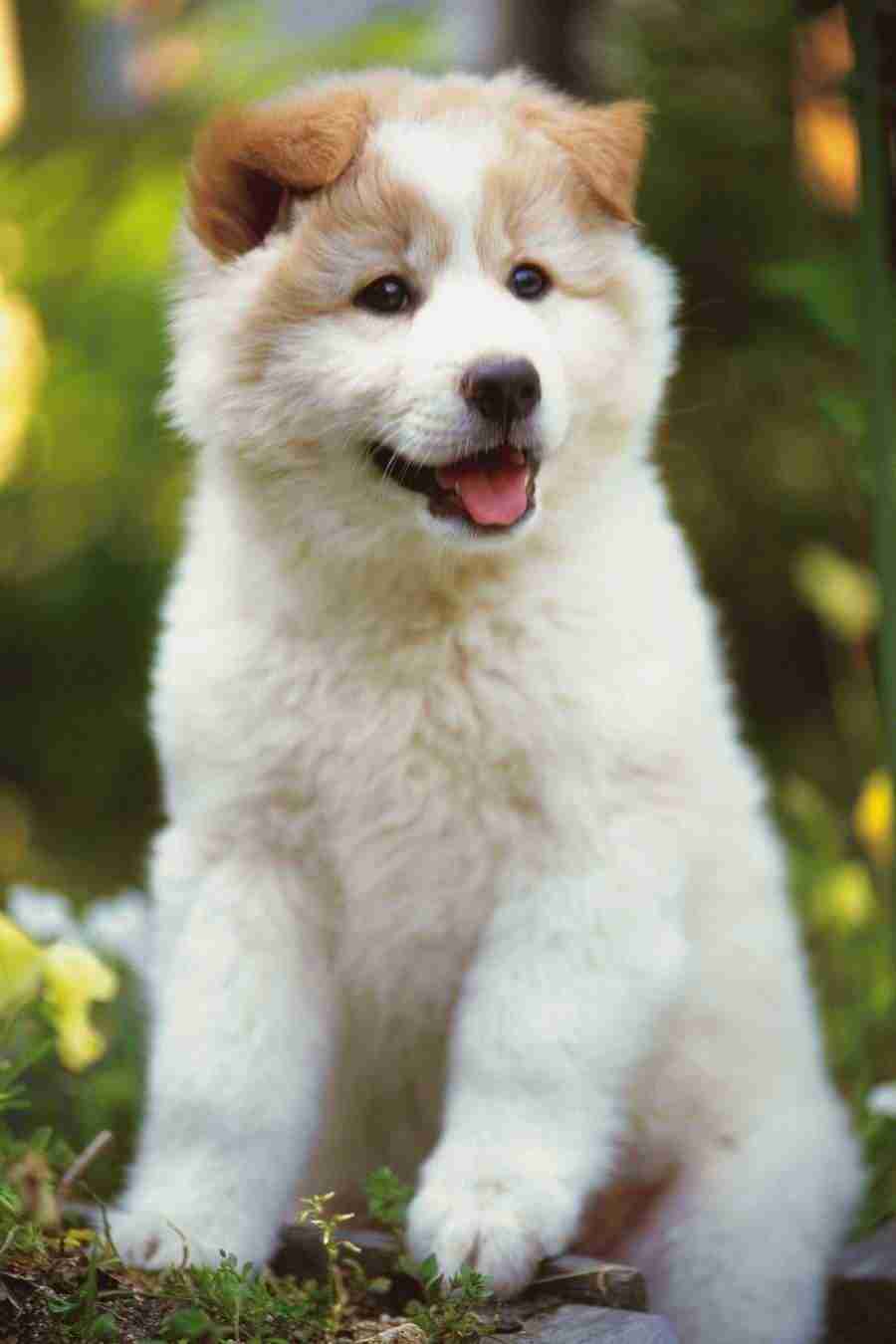 Dog - DAJ Digital Images ></a>
<script language=JavaScript> 
  var txt = 