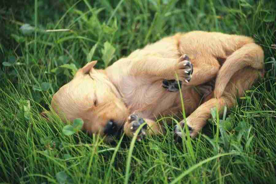 Dog - DAJ Digital Images ></a>
<script language=JavaScript> 
  var txt = 