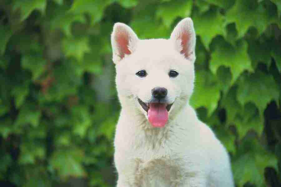 Dog - DAJ Digital Images ></a>
<script language=JavaScript> 
  var txt = 