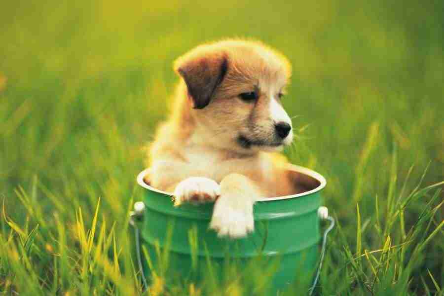 Dog - DAJ Digital Images ></a>
<script language=JavaScript> 
  var txt = 