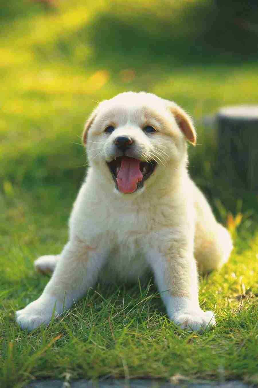 Dog - DAJ Digital Images ></a>
<script language=JavaScript> 
  var txt = 