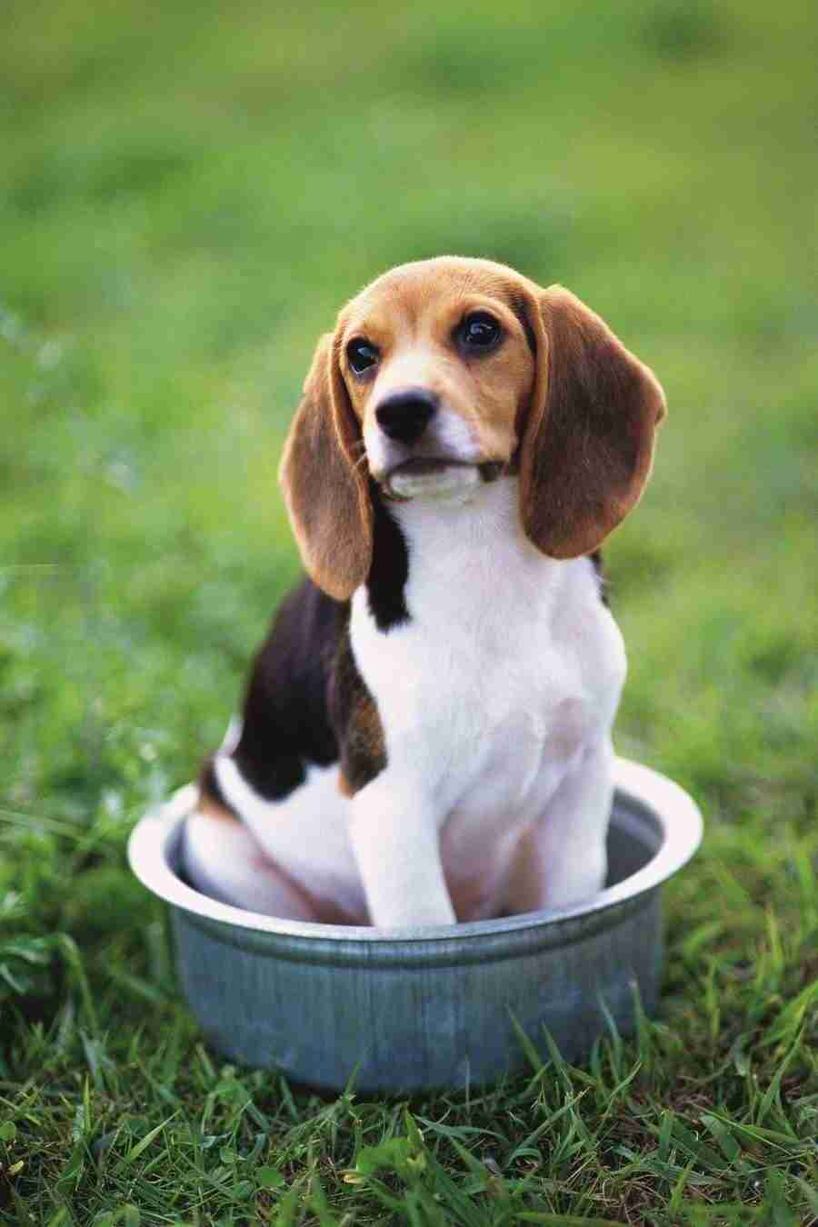 Dog - DAJ Digital Images ></a>
<script language=JavaScript> 
  var txt = 