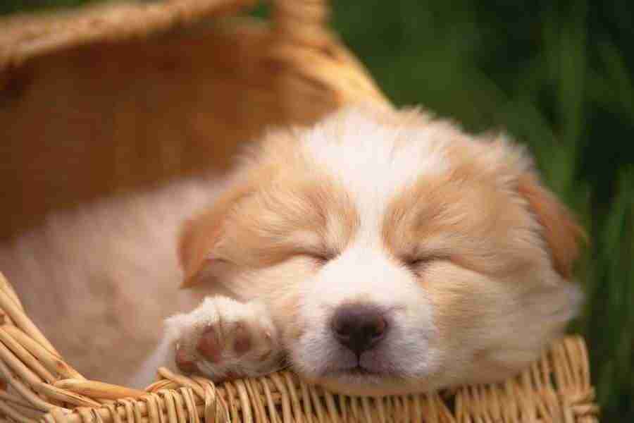 Dog - DAJ Digital Images ></a>
<script language=JavaScript> 
  var txt = 