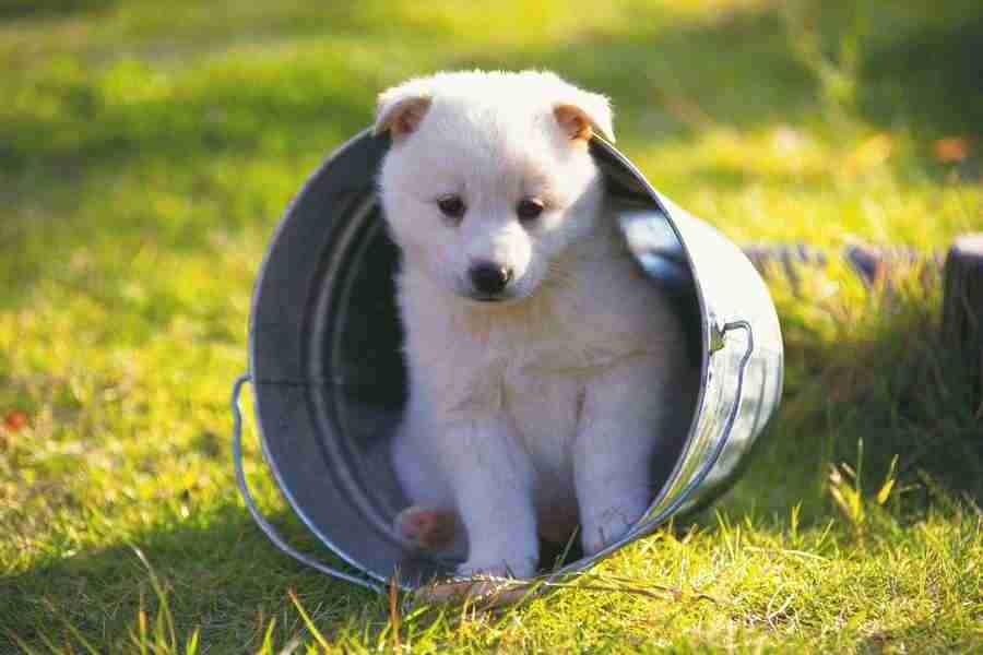Dog - DAJ Digital Images ></a>
<script language=JavaScript> 
  var txt = 