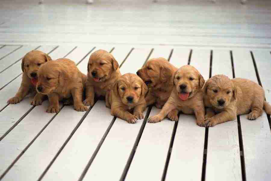 Dog - DAJ Digital Images ></a>
<script language=JavaScript> 
  var txt = 