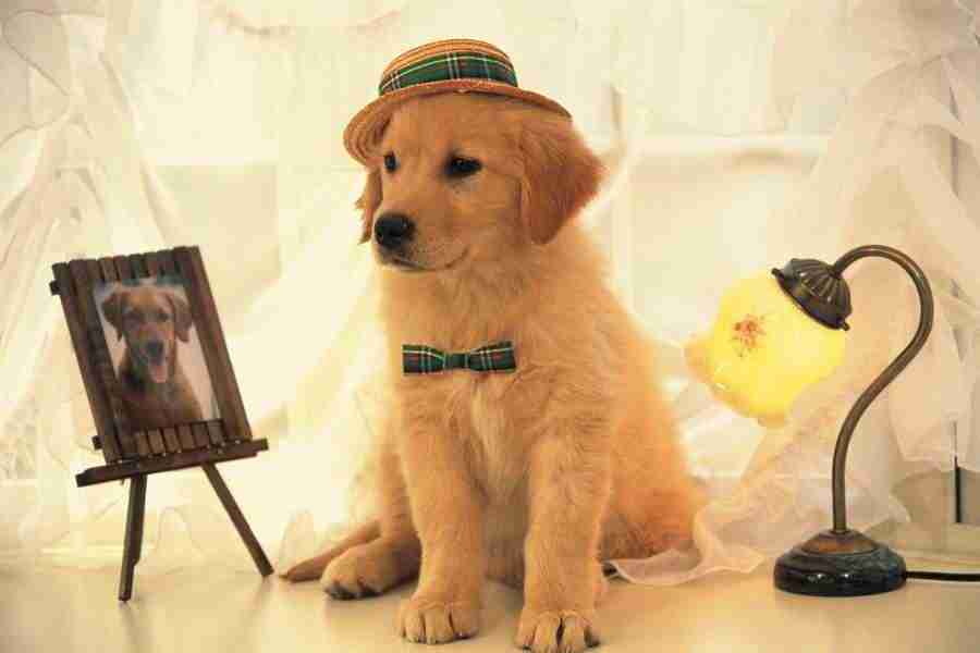 Dog - DAJ Digital Images ></a>
<script language=JavaScript> 
  var txt = 
