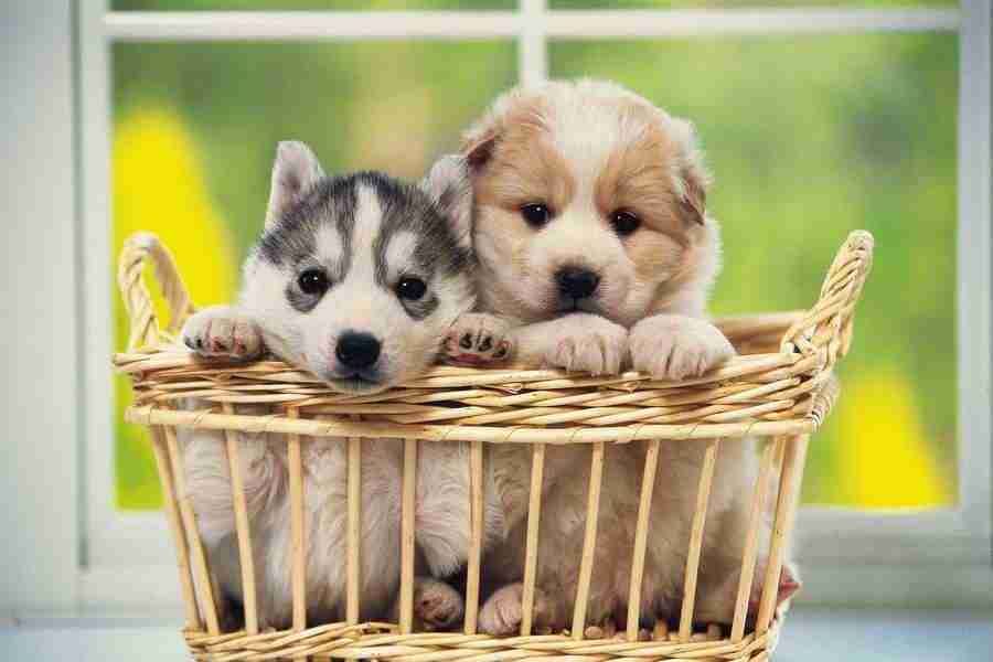 Dog - DAJ Digital Images ></a>
<script language=JavaScript> 
  var txt = 