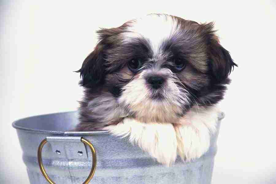 Dog - DAJ Digital Images ></a>
<script language=JavaScript> 
  var txt = 
