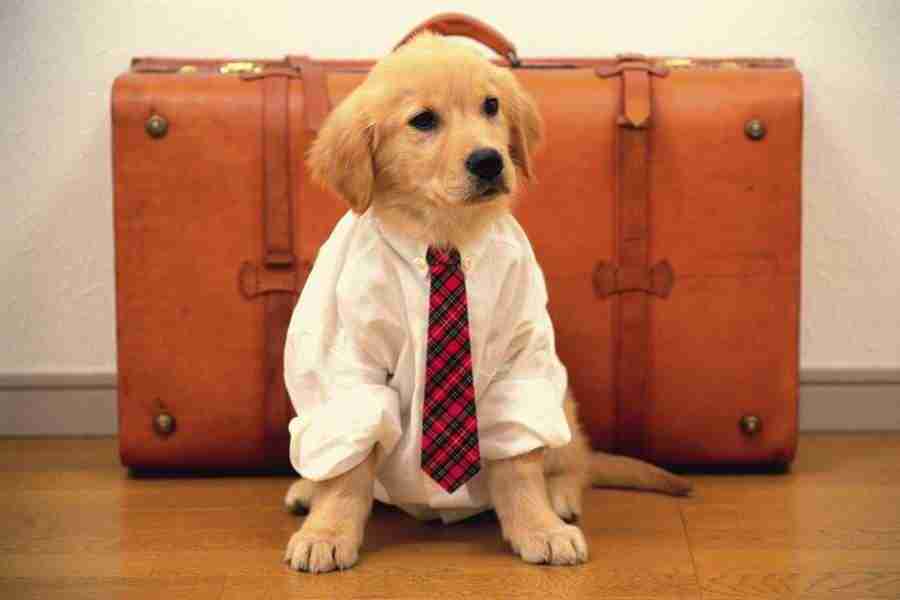 Dog - DAJ Digital Images ></a>
<script language=JavaScript> 
  var txt = 