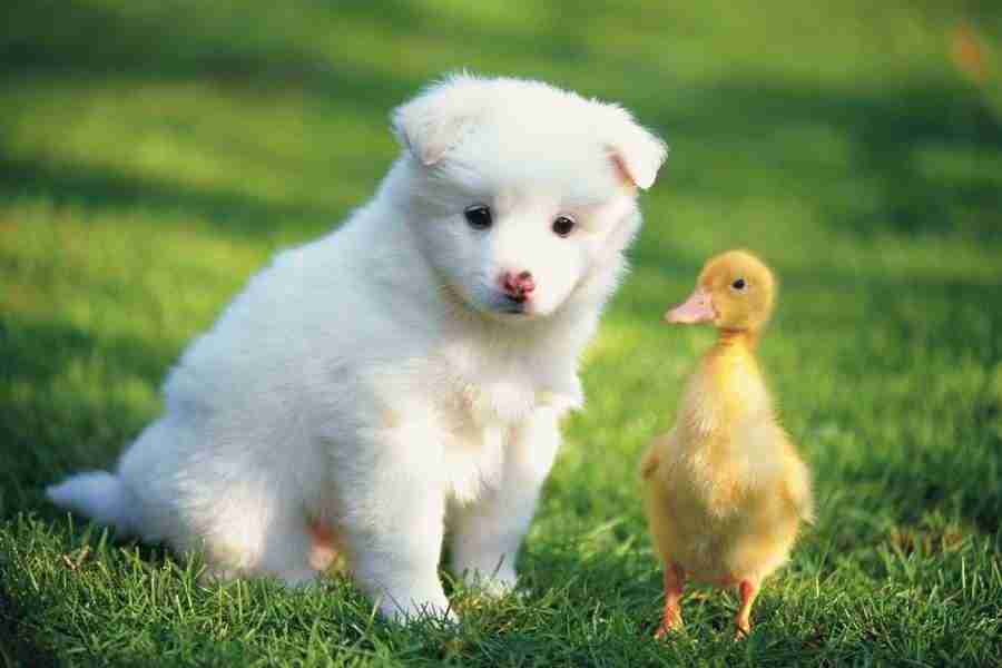 Dog - DAJ Digital Images ></a>
<script language=JavaScript> 
  var txt = 