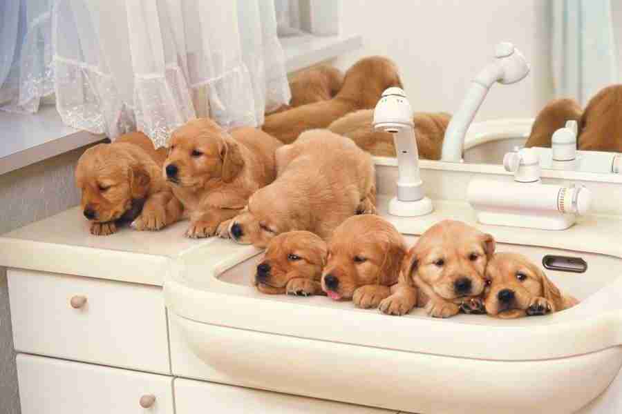 Dog - DAJ Digital Images ></a>
<script language=JavaScript> 
  var txt = 
