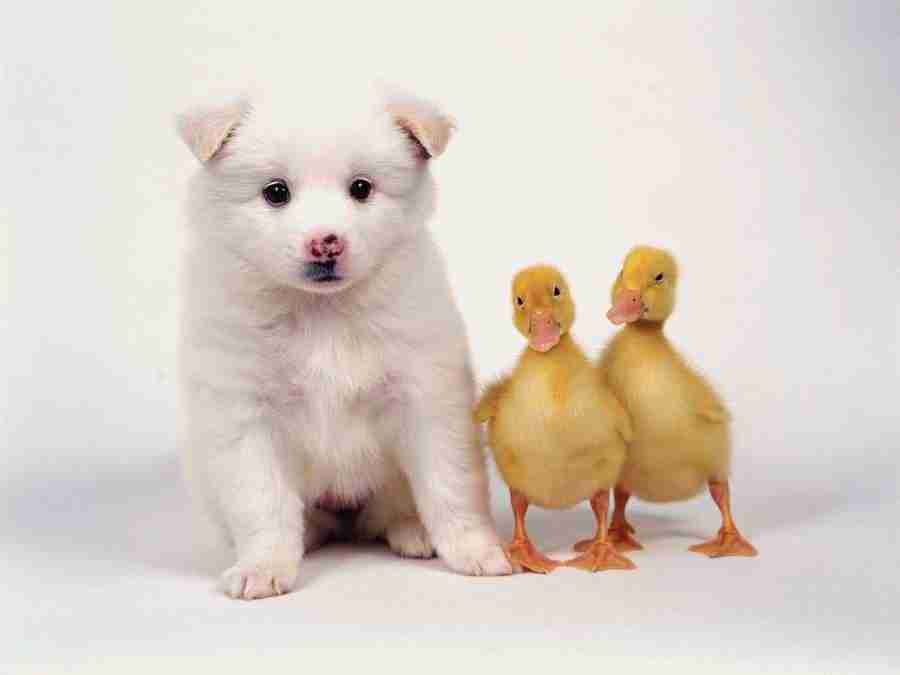 Dog - DAJ Digital Images ></a>
<script language=JavaScript> 
  var txt = 