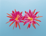 DAJ Digital Images: Flower Arrangement 