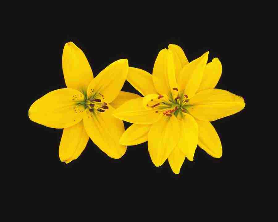 Flower Arrangement - DAJ Digital Images ></a>
<script language=JavaScript> 
  var txt = 