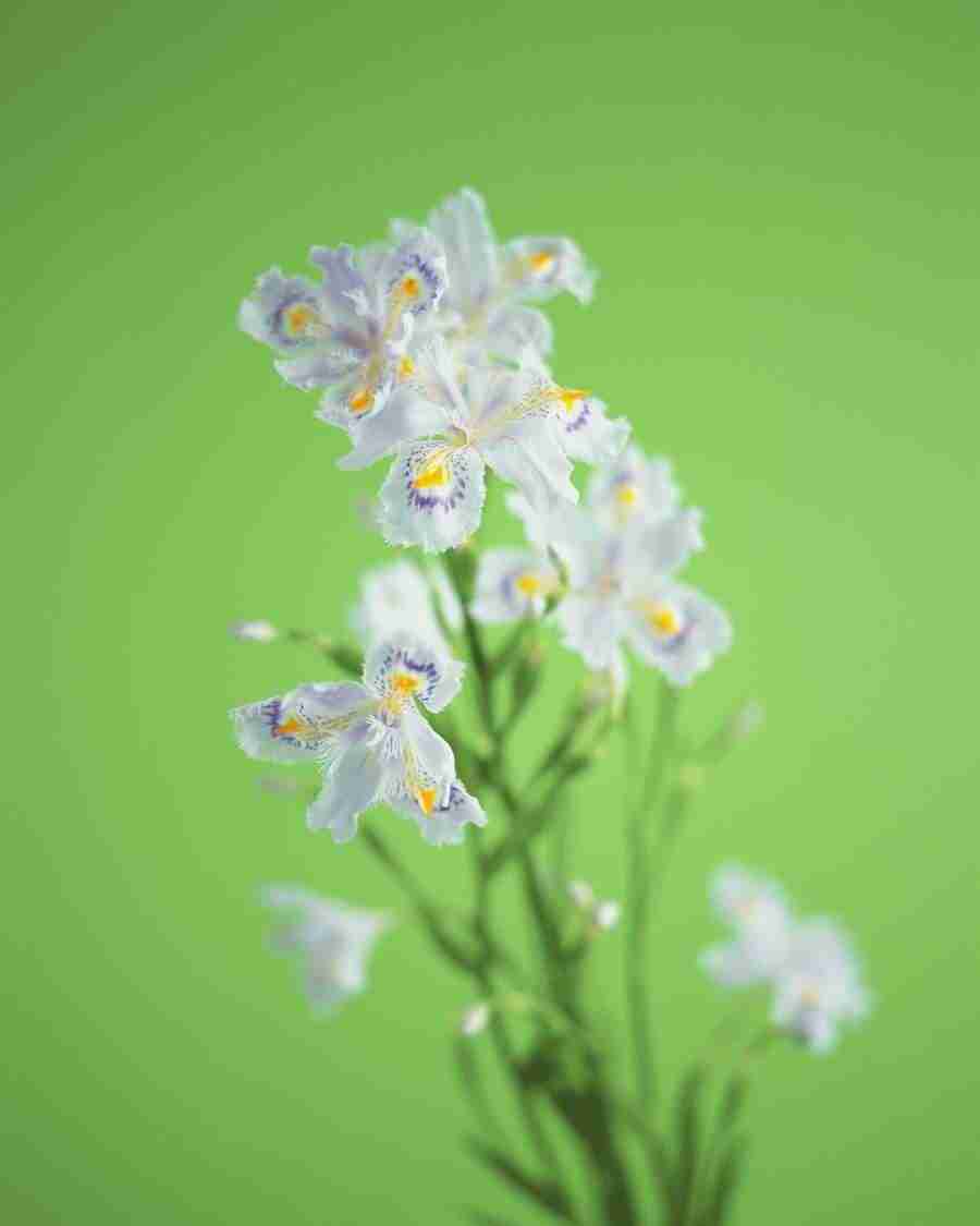 Flower Arrangement - DAJ Digital Images ></a>
<script language=JavaScript> 
  var txt = 