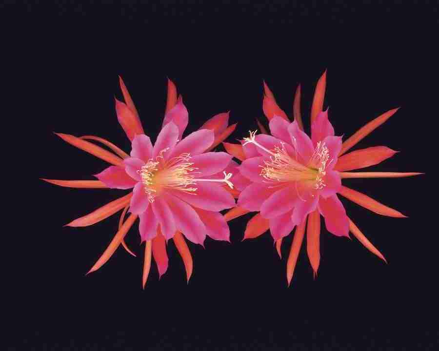 Flower Arrangement - DAJ Digital Images ></a>
<script language=JavaScript> 
  var txt = 