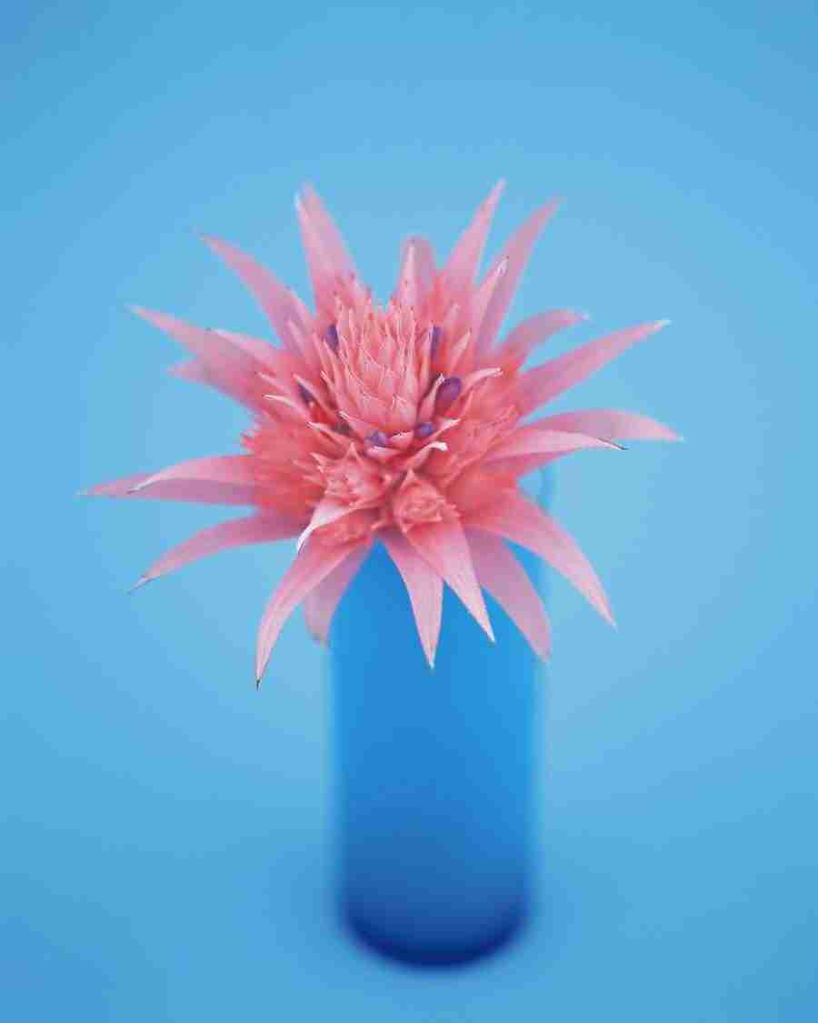 Flower Arrangement - DAJ Digital Images ></a>
<script language=JavaScript> 
  var txt = 
