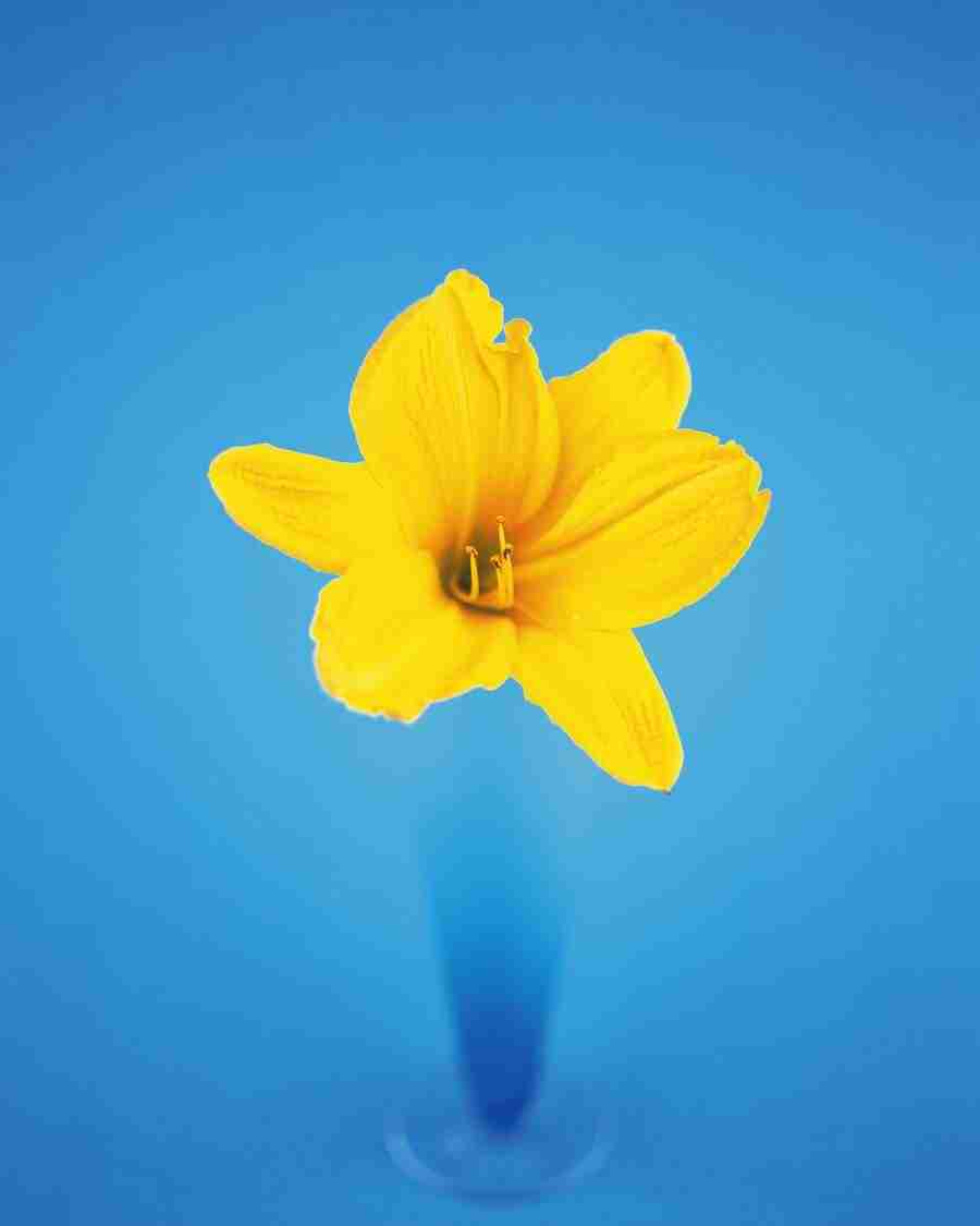 Flower Arrangement - DAJ Digital Images ></a>
<script language=JavaScript> 
  var txt = 