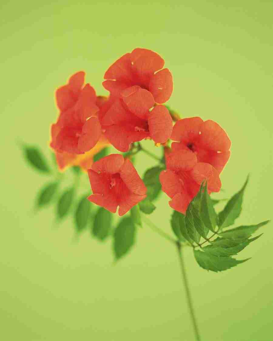 Flower Arrangement - DAJ Digital Images ></a>
<script language=JavaScript> 
  var txt = 
