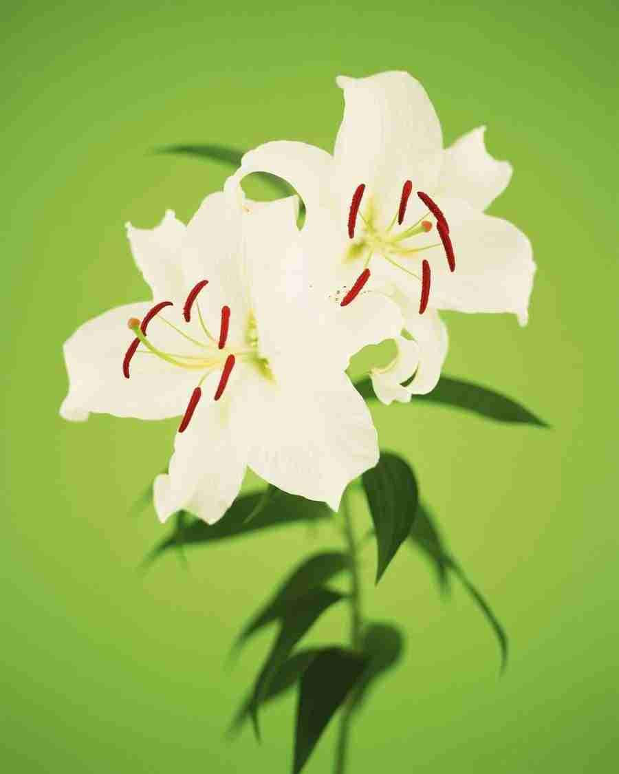 Flower Arrangement - DAJ Digital Images ></a>
<script language=JavaScript> 
  var txt = 