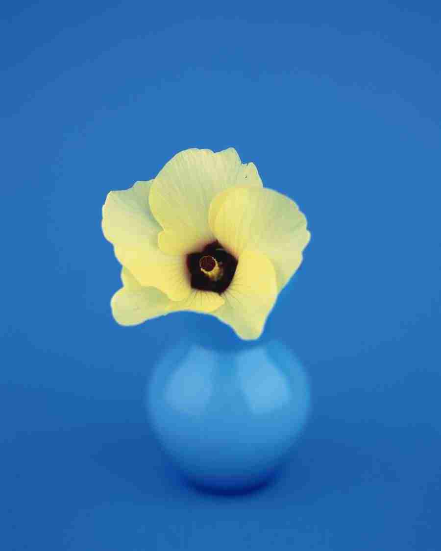 Flower Arrangement - DAJ Digital Images ></a>
<script language=JavaScript> 
  var txt = 