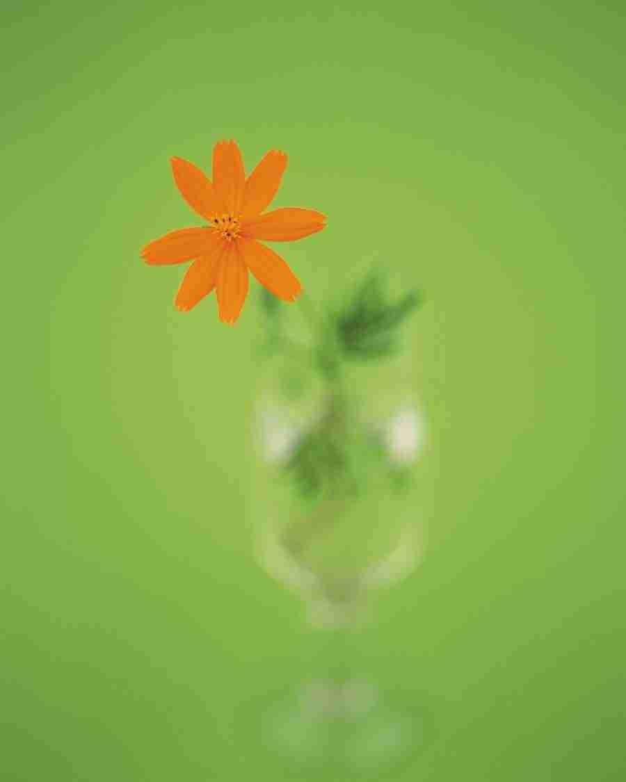Flower Arrangement - DAJ Digital Images ></a>
<script language=JavaScript> 
  var txt = 