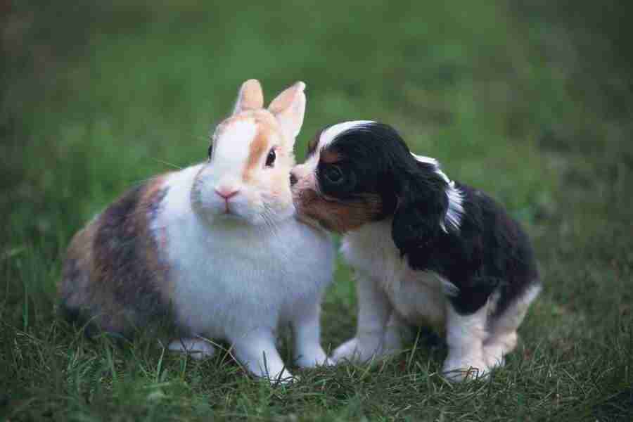 Pretty Animals - DAJ Digital Images ></a>
<script language=JavaScript> 
  var txt = 