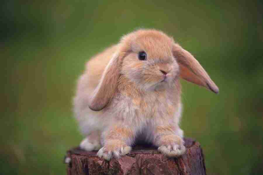 Pretty Animals - DAJ Digital Images ></a>
<script language=JavaScript> 
  var txt = 