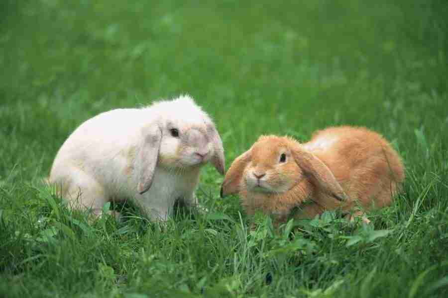 Pretty Animals - DAJ Digital Images ></a>
<script language=JavaScript> 
  var txt = 