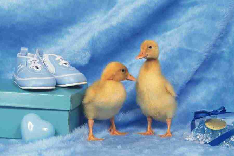 Pretty Animals - DAJ Digital Images ></a>
<script language=JavaScript> 
  var txt = 