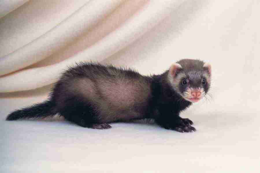 Pretty Animals - DAJ Digital Images ></a>
<script language=JavaScript> 
  var txt = 