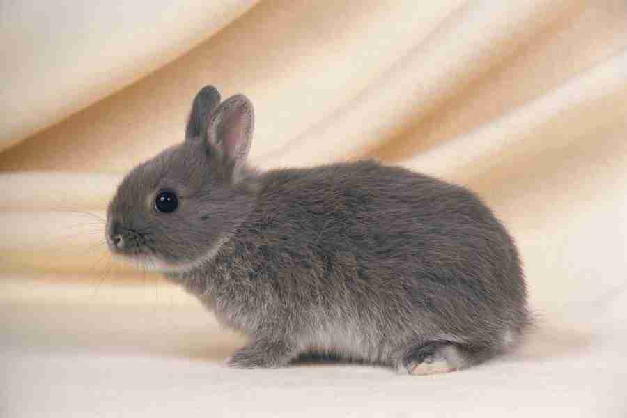 Pretty Animals - DAJ Digital Images ></a>
<script language=JavaScript> 
  var txt = 