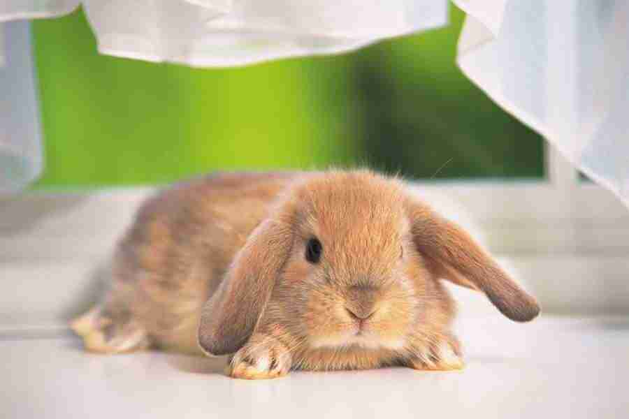 Pretty Animals - DAJ Digital Images ></a>
<script language=JavaScript> 
  var txt = 