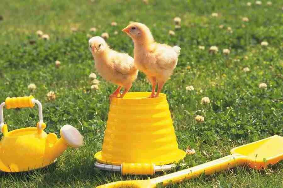 Pretty Animals - DAJ Digital Images ></a>
<script language=JavaScript> 
  var txt = 