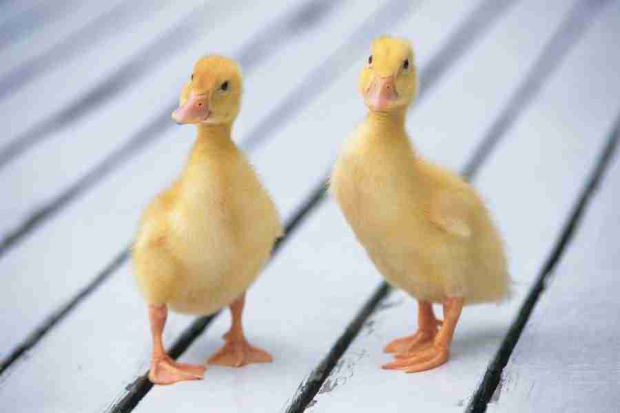 Pretty Animals - DAJ Digital Images ></a>
<script language=JavaScript> 
  var txt = 