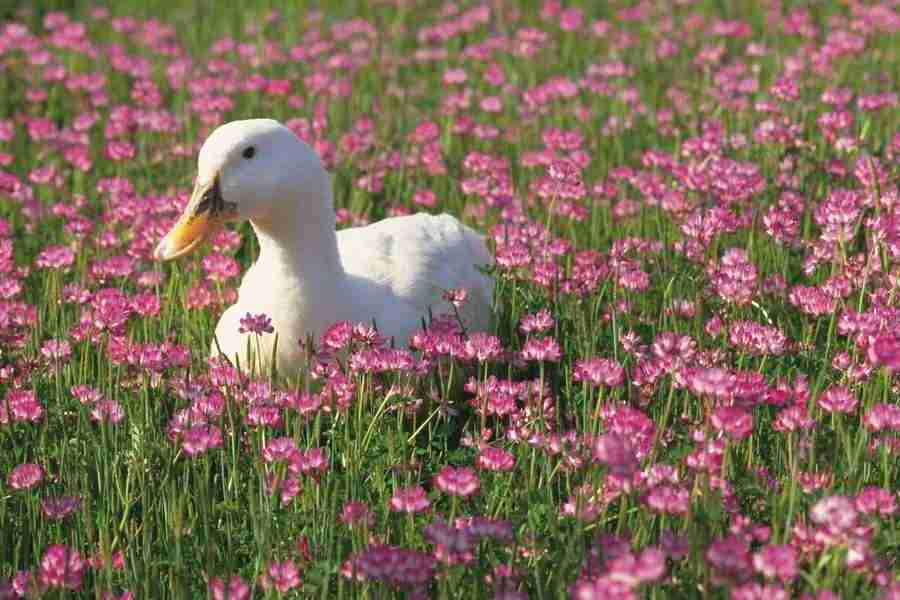 Pretty Animals - DAJ Digital Images ></a>
<script language=JavaScript> 
  var txt = 