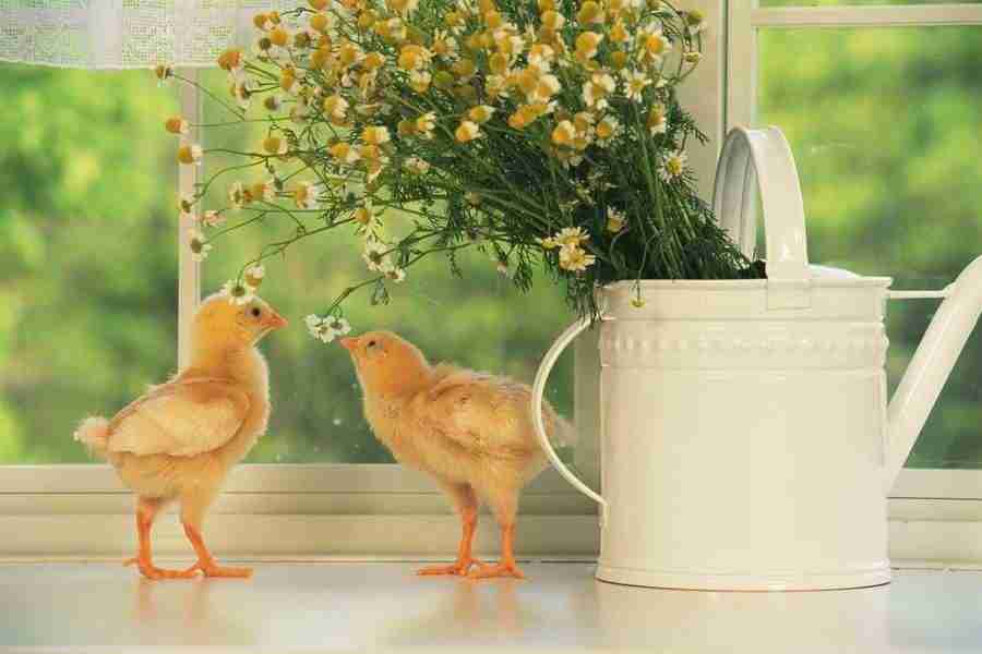 Pretty Animals - DAJ Digital Images ></a>
<script language=JavaScript> 
  var txt = 