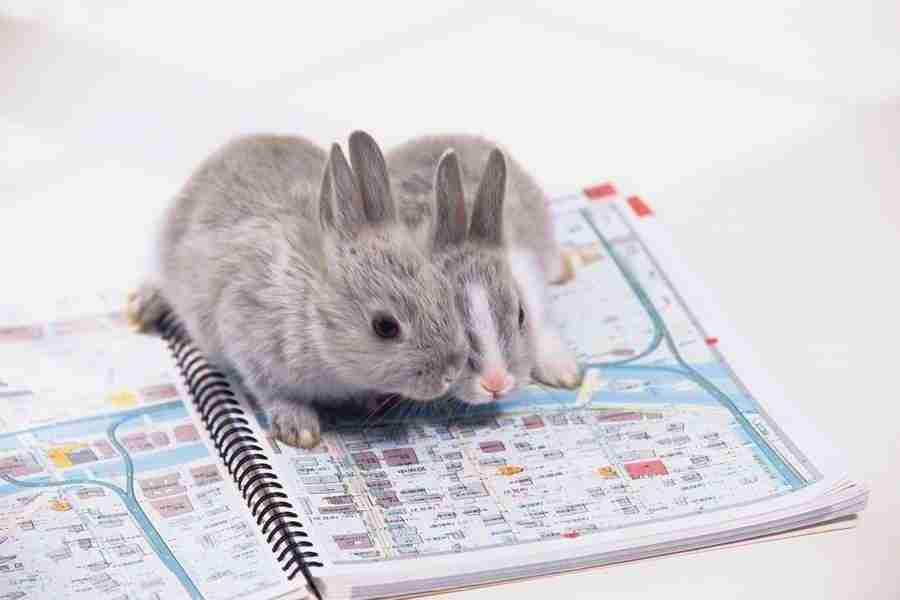 Pretty Animals - DAJ Digital Images ></a>
<script language=JavaScript> 
  var txt = 